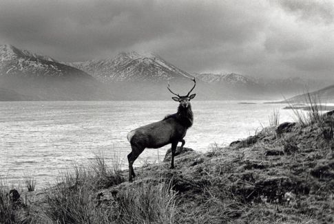 Le cerf - Ecosse