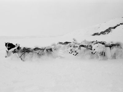 chiens de traîneau en plein effort