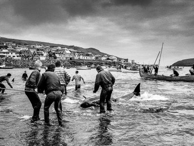 grindadrap à vagar