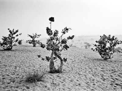 Tchad, paysage du Sahel