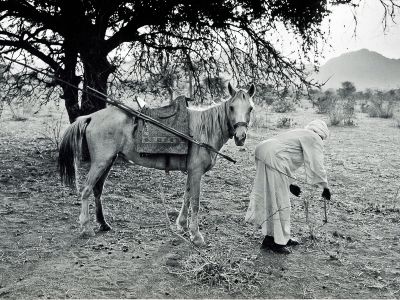 Tchad, le cavalier blanc