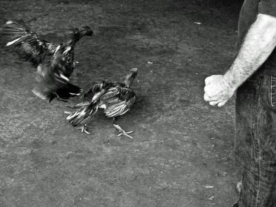 Réunion, combat de coq