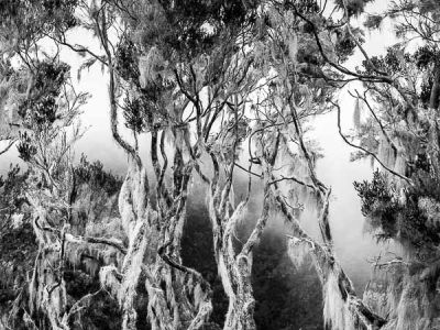 Réunion, arbres dans le cirque de Mafate