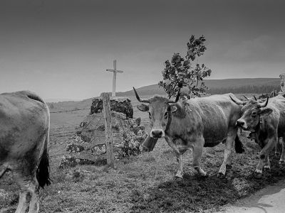 Aubrac