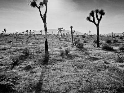 joshua tree park-californie