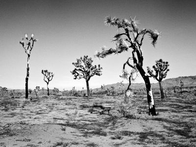 joshua tree park-californie 2