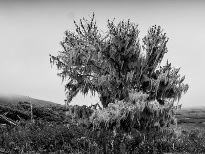 bolinas-californie 2