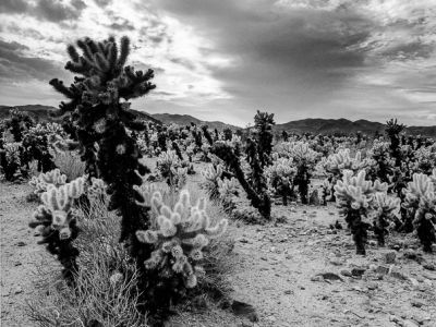 Cactus de josua tree park-californie