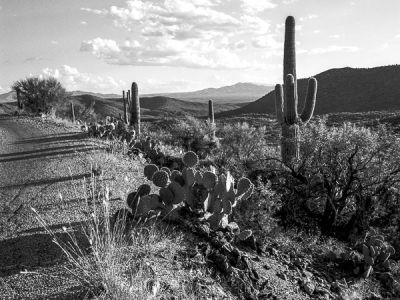 saguaro national park, arizona