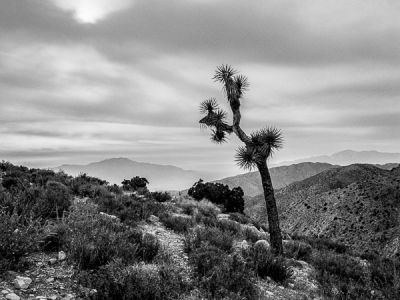 Joshua tree National park, Californie 3